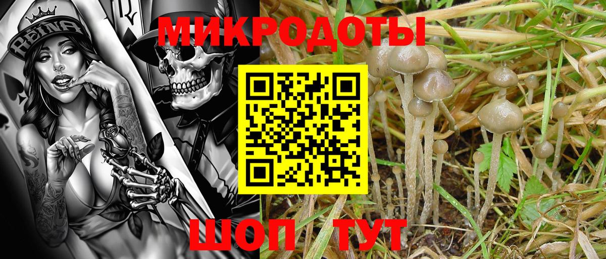 наркотики  Бийск  Галлюциногенные грибы Psilocybine cubensis 